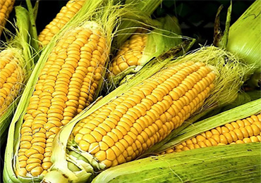 Indonesian research team: Impact of starch-based bioplastics and LDPE in composted soil